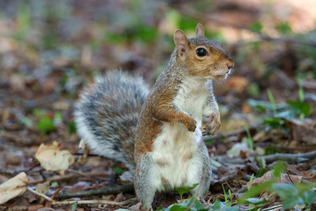 Squirrel in the park of Monza, Italy, at September