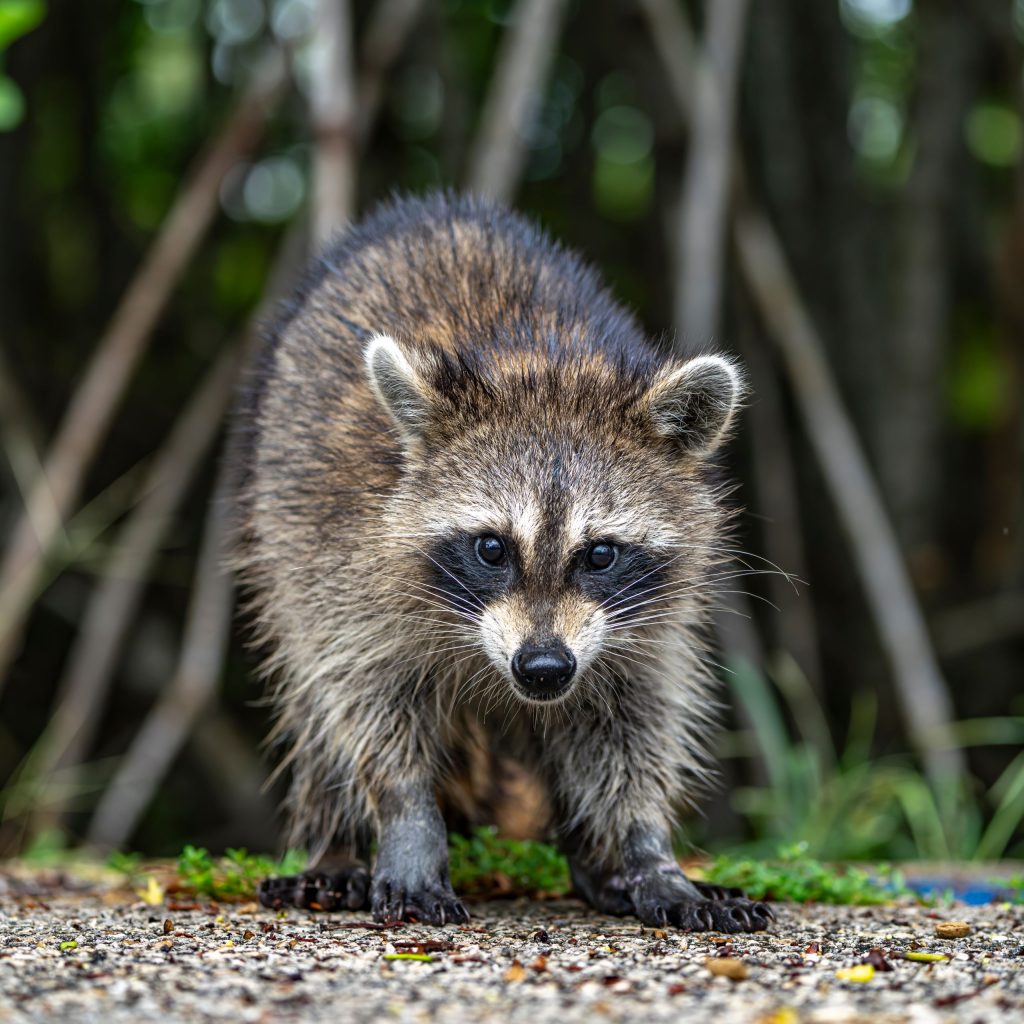 Close-up of a raccoon standing on a gravel path with blurred forest Wildlife Removal In Stone Mountain